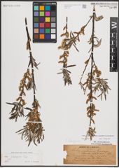 Foto von Salix eleagnos subsp. angustifolia (Cariot) Rech. f.